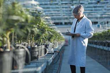 Découvrez les 3 principaux types de production de cannabis 