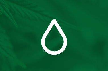 Le taux d’humidité du cannabis démystifié